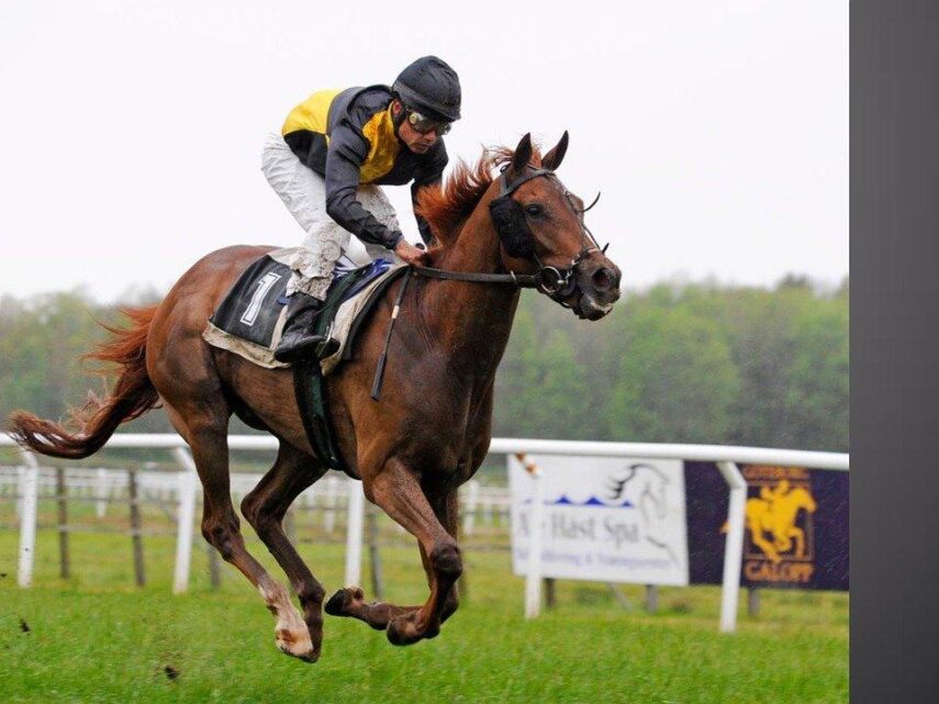 Gallop, Horse, Horse Racing